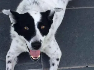 Cachorro raça SRD idade 6 ou mais anos nome Panda