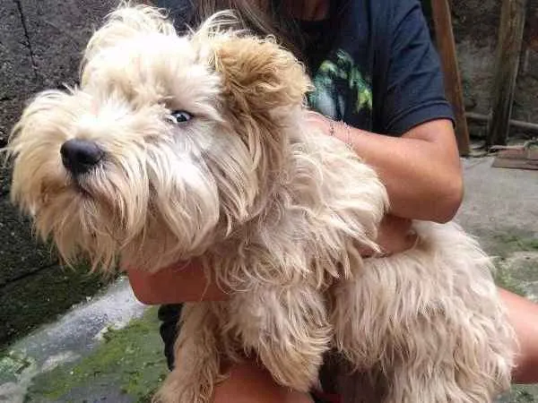 Cachorro ra a Nao definida idade 7 a 11 meses nome Nala
