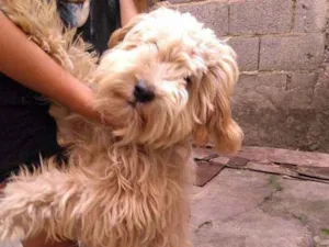 Cachorro raça Nao definida idade 7 a 11 meses nome Nala
