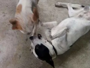 Cachorro raça SRD idade 7 a 11 meses nome Zeus e Zé