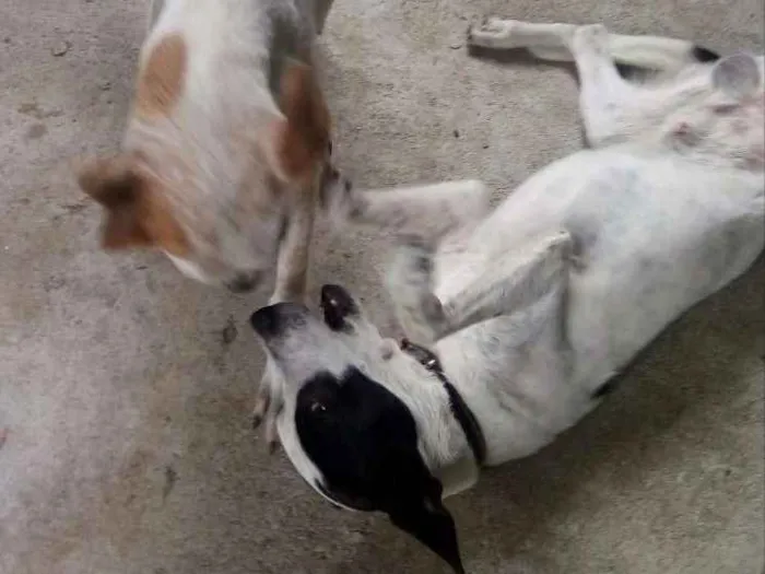 Cachorro ra a SRD idade 7 a 11 meses nome Zeus e Zé
