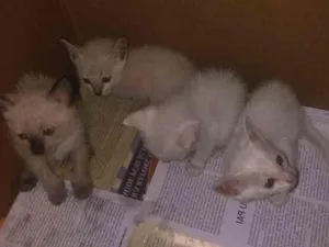 Gato raça  idade  nome Não tem 
