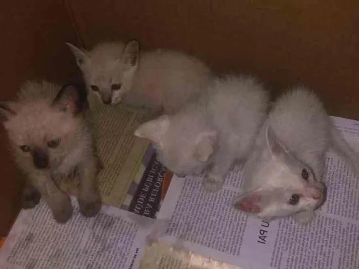 Gato ra a  idade  nome Não tem 