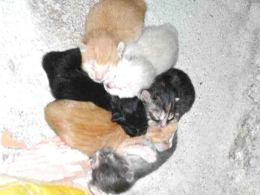 Gato ra a nc idade Abaixo de 2 meses nome gato