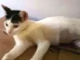 Chapeuzinho 