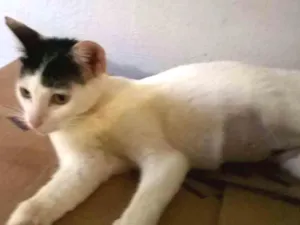 Gato raça srd idade 7 a 11 meses nome Chapeuzinho 