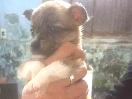 Cachorro ra a  idade Abaixo de 2 meses nome Sem nome