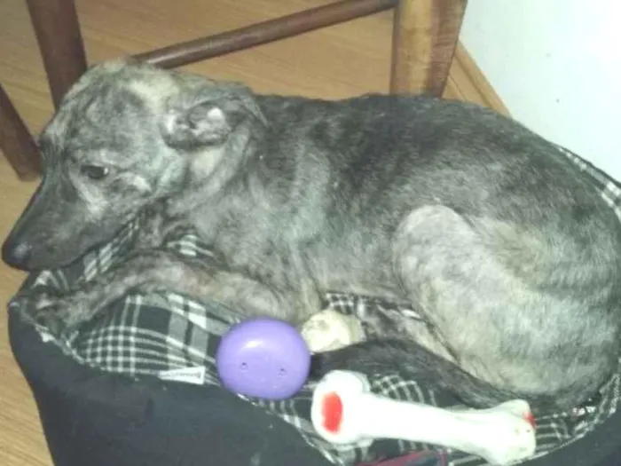 Cachorro ra a SRD idade 2 a 6 meses nome Tedy