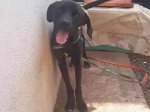 Cachorro raça Vira lata idade 7 a 11 meses nome Chico