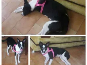Cachorro raça SRD idade 7 a 11 meses nome Antonela