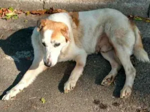 Cachorro raça SRD idade 6 ou mais anos nome Não Sei