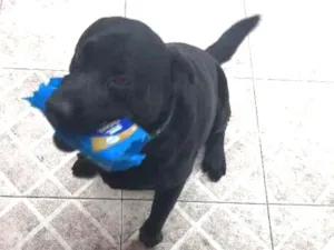 Cachorro raça Labrador idade 4 anos nome Krishna