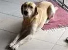 Cachorro raça Labrador misturado idade 3 anos nome Thor