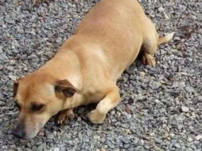 Cachorro raça SRD idade 2 anos nome Sem nome
