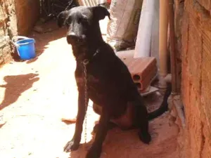 Cachorro raça Sem raca definida idade 2 a 6 meses nome Pitoco