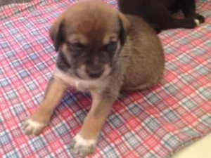 Cachorro raça MEstiço idade Abaixo de 2 meses nome Sem nome