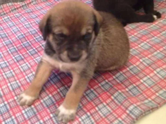 Cachorro ra a MEstiço idade Abaixo de 2 meses nome Sem nome