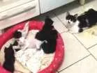 Gato raça Gato pelo curto americano  idade 2 a 6 meses nome Sem nome
