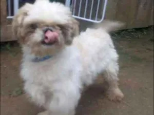 Cachorro raça SRD idade 1 ano nome Sem nome
