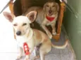 Bob e Nina 