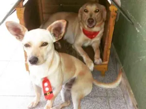 Cachorro raça SRD idade 5 anos nome Bob e Nina 