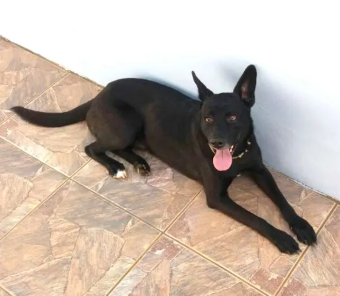 Cachorro ra a SRD idade 2 anos nome Toddy