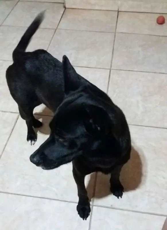 Cachorro ra a SRD idade 2 anos nome Toddy