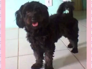 Cachorro raça cocker spaniel com poodle idade 5 anos nome Fany