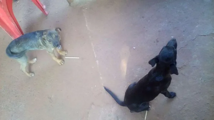 Cachorro ra a vira lata idade 2 a 6 meses nome duas filhotes.sem no