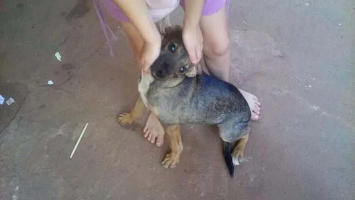 Cachorro ra a vira lata idade 2 a 6 meses nome duas filhotes.sem no