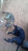 duas filhotes.sem no