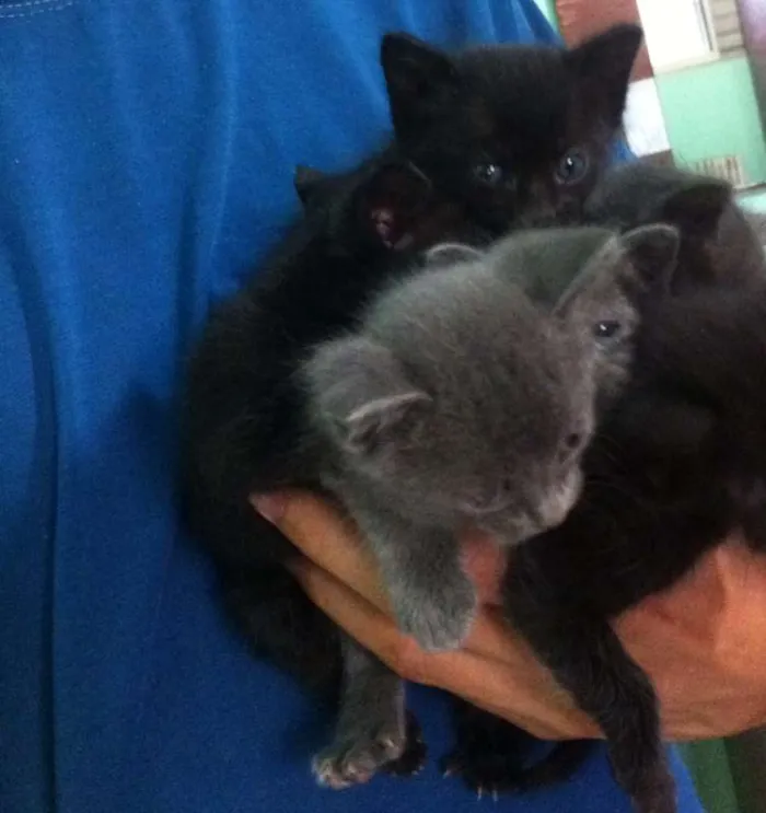 Gato ra a Nenhum  idade Abaixo de 2 meses nome Nenhum 