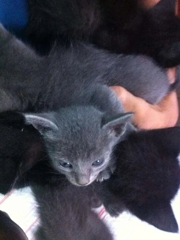 Gato ra a Nenhum  idade Abaixo de 2 meses nome Nenhum 