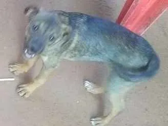 Cachorro ra a vira lata idade 2 a 6 meses nome duas filhotes.sem no