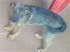 Cachorro raça vira lata idade 2 a 6 meses nome duas filhotes.sem no