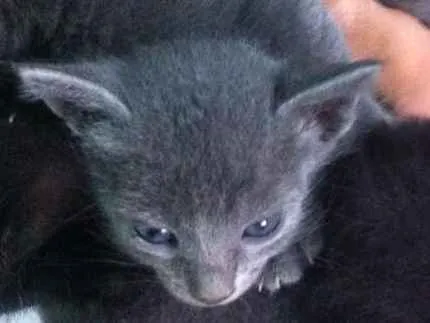 Gato ra a Nenhum  idade Abaixo de 2 meses nome Nenhum 