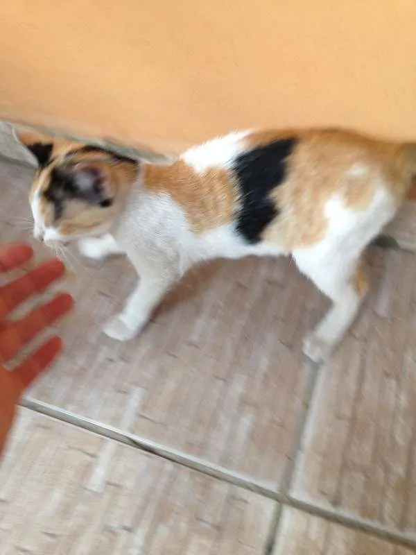 Gato ra a Vira-Lata idade 2 a 6 meses nome Sem Nome