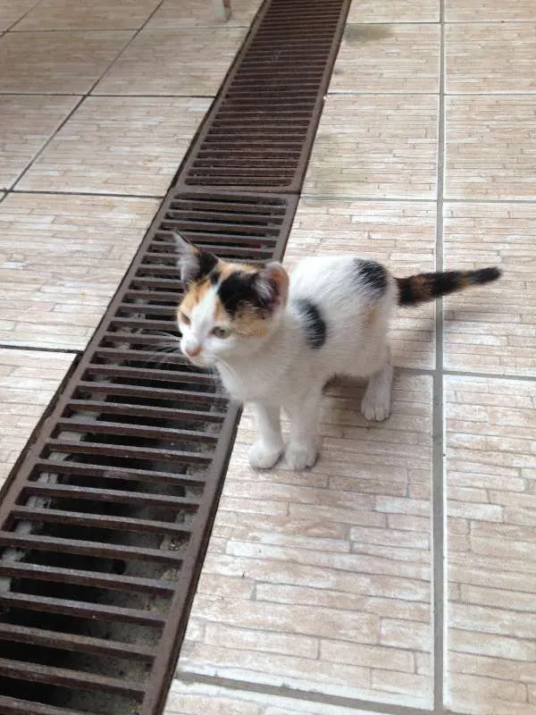 Gato ra a Vira-Lata idade 2 a 6 meses nome Sem Nome