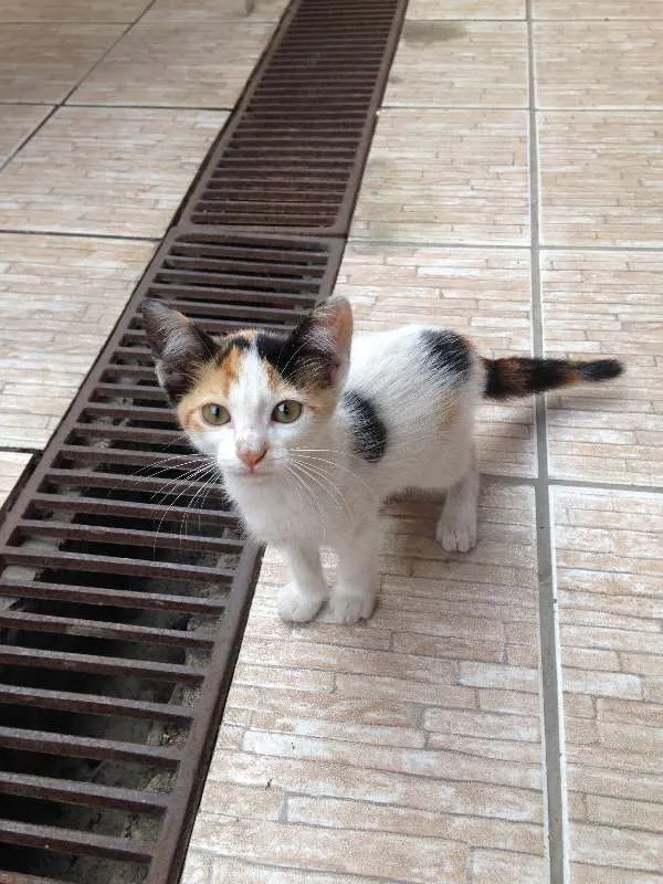 Gato ra a Vira-Lata idade 2 a 6 meses nome Sem Nome