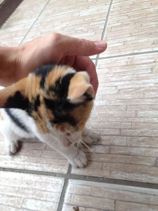 Gato ra a Vira-Lata idade 2 a 6 meses nome Sem Nome