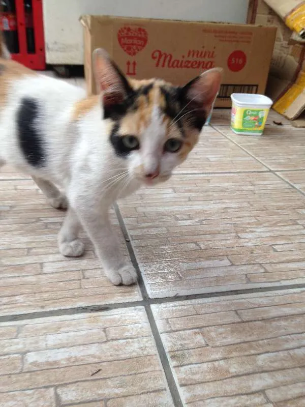 Gato ra a Vira-Lata idade 2 a 6 meses nome Sem Nome