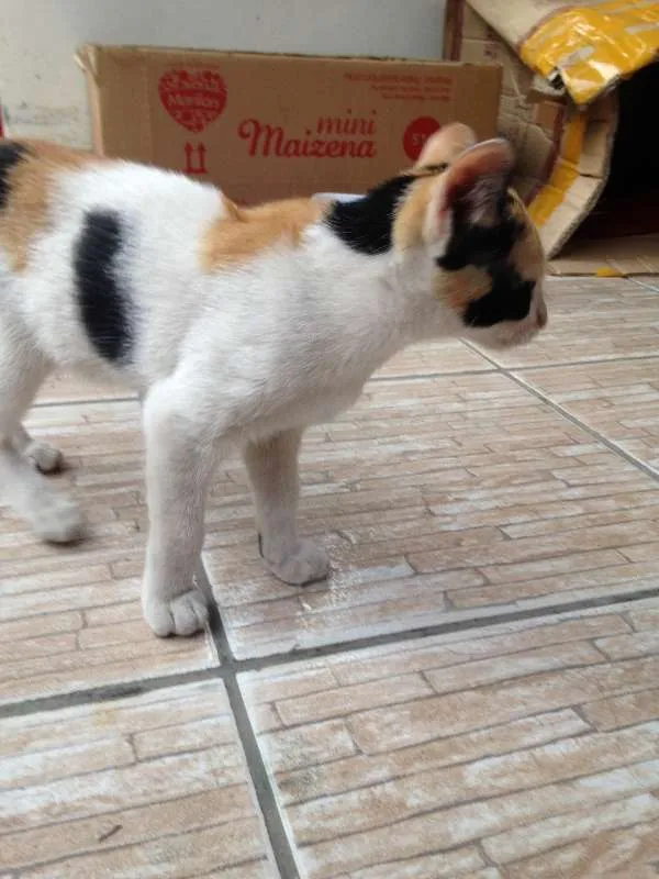 Gato ra a Vira-Lata idade 2 a 6 meses nome Sem Nome
