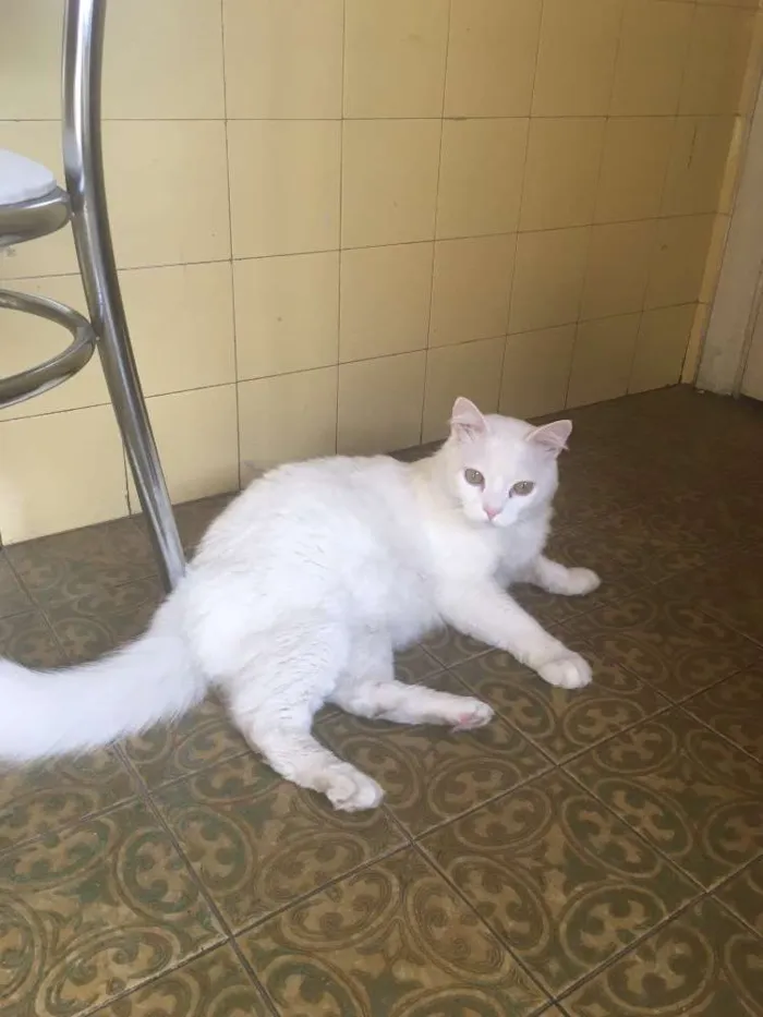 Gato ra a Mistura idade 6 ou mais anos nome Fininho