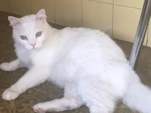 Gato raça Mistura idade 6 ou mais anos nome Fininho