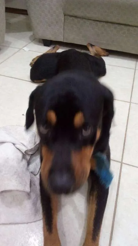 Cachorro raça Rottweiler idade 1 ano nome Preto