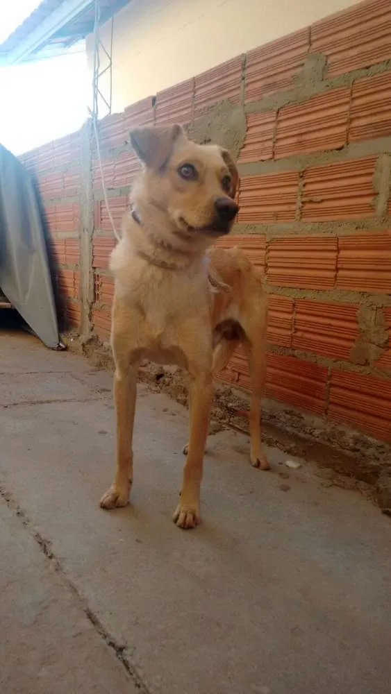 Cachorro ra a Viralata idade 7 a 11 meses nome Sheik