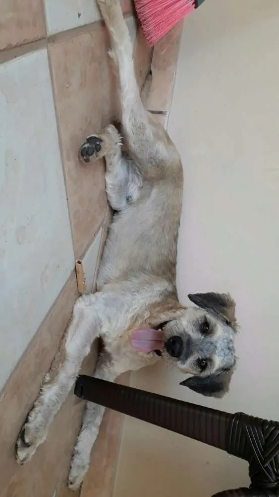 Cachorro ra a Vira-lata idade 7 a 11 meses nome Café 