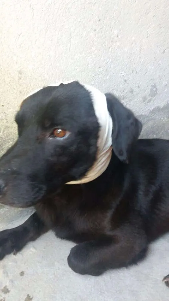Cachorro ra a Viralata idade 2 anos nome Pretinho