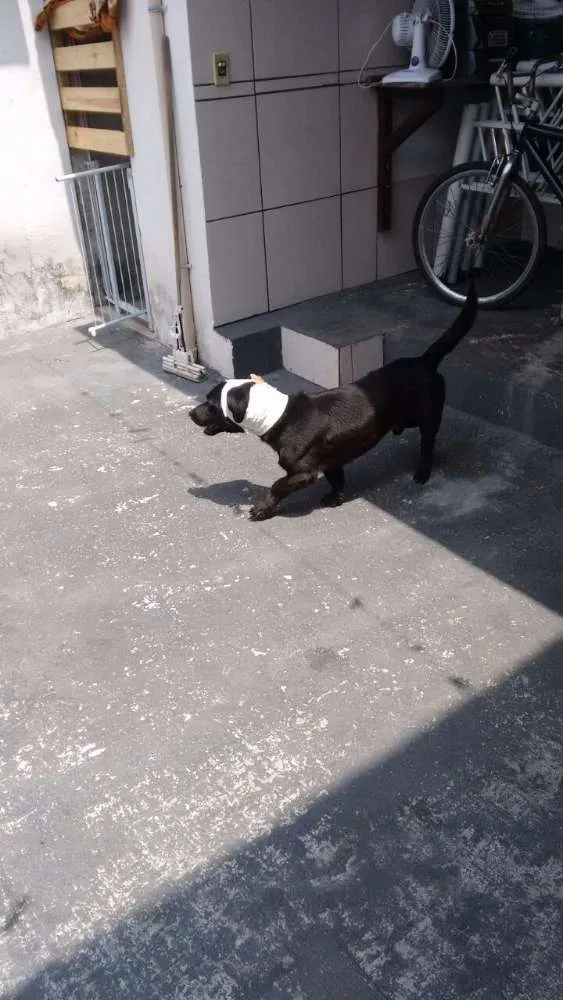 Cachorro ra a Viralata idade 2 anos nome Pretinho