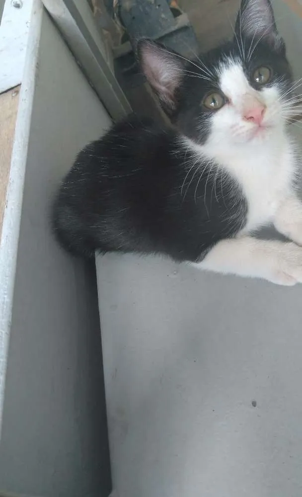 Gato raça  idade 2 a 6 meses nome Kiara